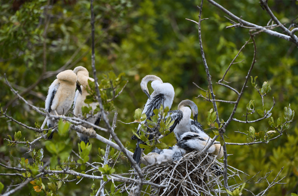 group of white birds perched on tree near mayakoba canals